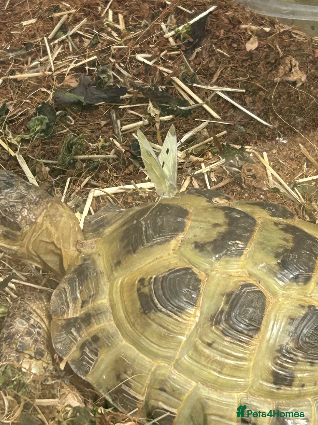 Tortoise reptiles for sale: Horsefield tortoise for sale - Image 7