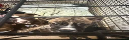 Mixed Breed dogs for sale: American bulldog x Husky puppies  - Advert 7