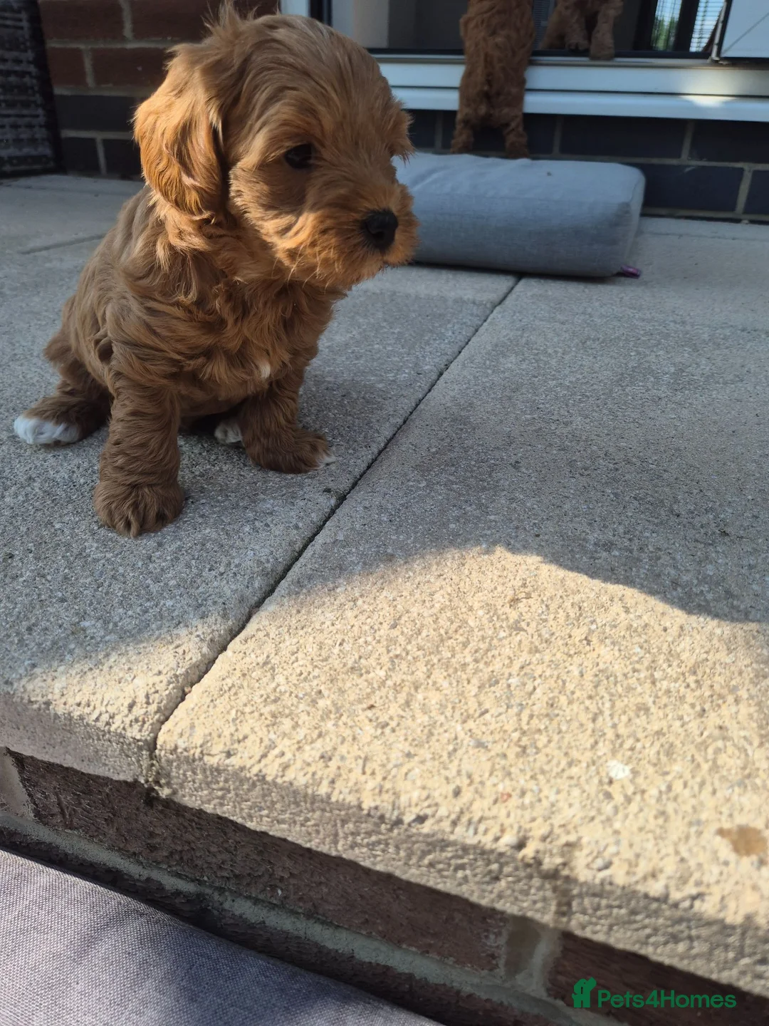 Maltipoo dogs for sale: 1 male red maltipoo  - Advert 7