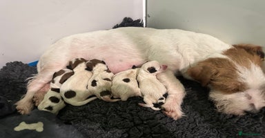 Jack Russell dogs - Advert 12