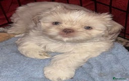 Shih Tzu dogs for sale: Lavender White Imperial Shih Tzu Puppies - Image 16