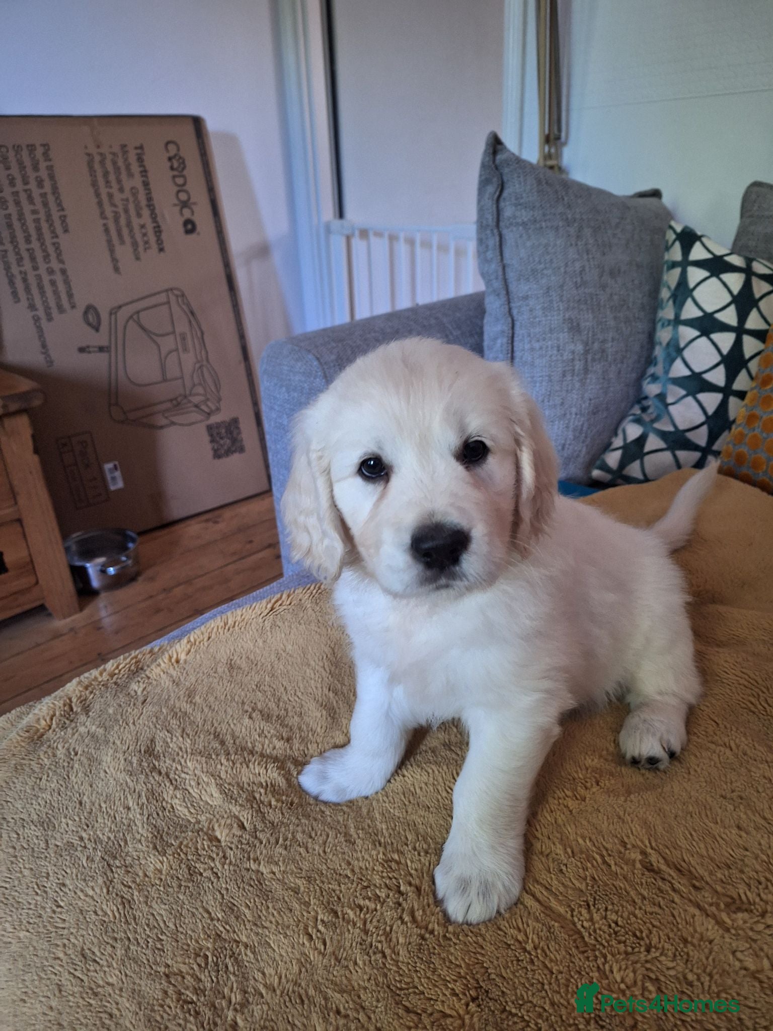 Golden Retriever dogs Elsa,  female pup - Advert 1