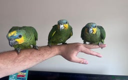 Parrots birds for sale: Baby orange wing amazon parrots 12 weeks old  - Image 2