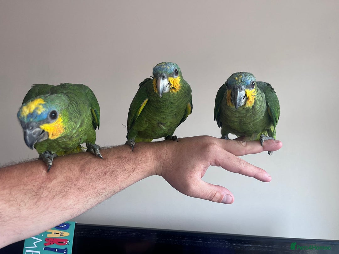 Parrots birds for sale: Baby orange wing amazon parrots 12 weeks old  - Image 2