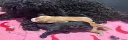 Cockapoo dogs for sale: Beautiful cockapoo puppies 🐶  in Carlisle - Advert 3