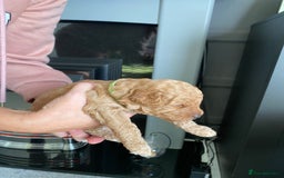 Poochon dogs for sale: 🐶🐾 4 STUNNING POOCHON PUPS 🐾🐶 - Image 2