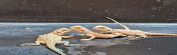Bearded Dragon reptiles for sale: Baby bearded dragons - Advert 22
