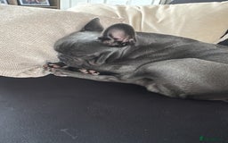 French Bulldog dogs for sale: 2 year old Blue/grey French bulldog - Image 2