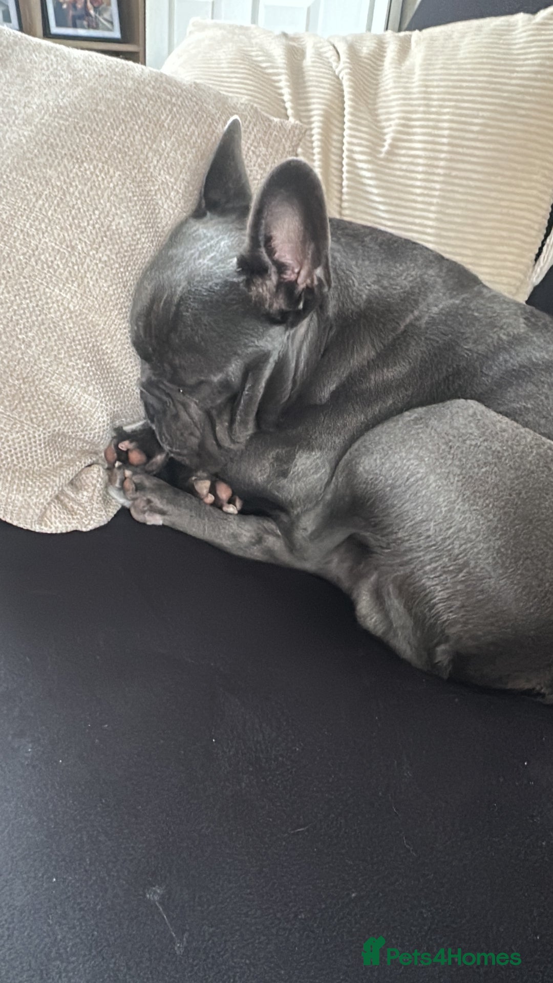 French Bulldog dogs for sale: 2 year old Blue/grey French bulldog - Image 2
