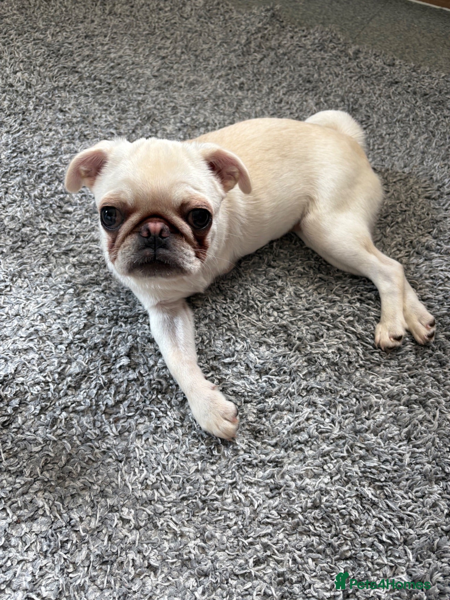 Pug dogs Pug puppy - Advert 5