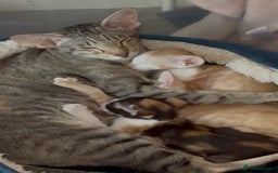 Oriental cats for sale: GCCF Champion Choc torti Tabby Queen Available - Image 2