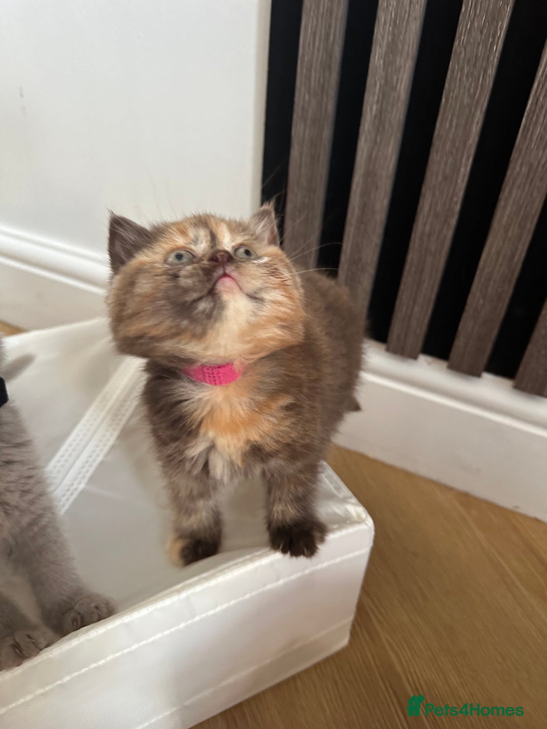 British Shorthair cats for sale: 🌈🌈😍😍Stunning Pure Pedigree Litter BSH ❤️❤️🌈🌈 - Advert 22