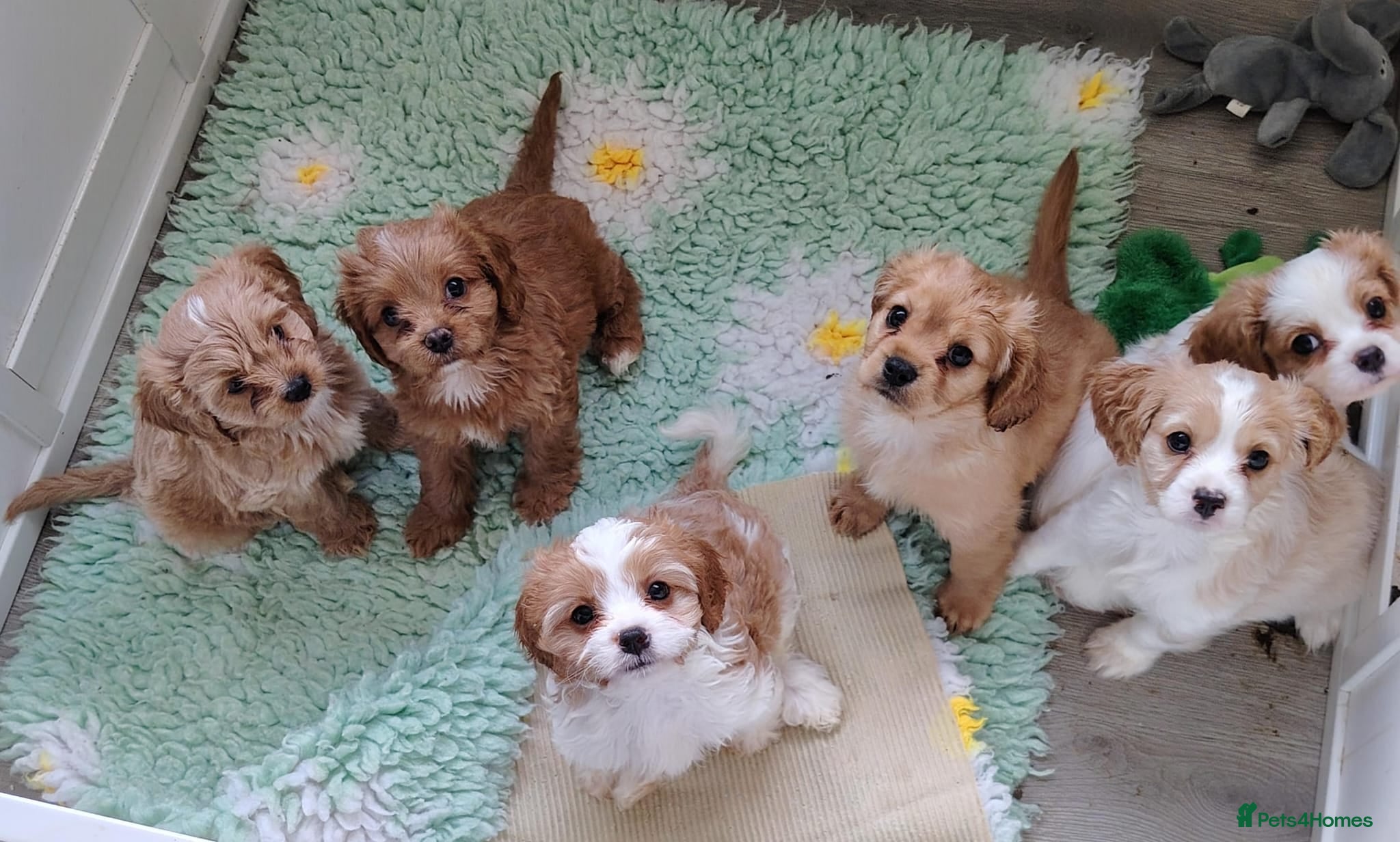 Cavapoo dogs F1B Cavapoo Puppies Health Tested KC Parents - Advert 2