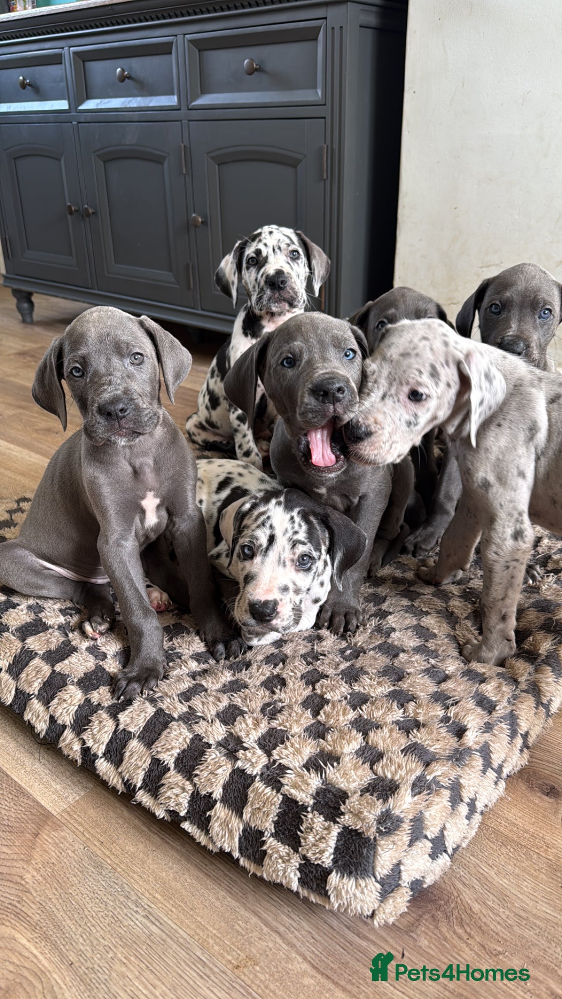 Great Dane dogs Ready on the 5th June  kc reg Great Danes  - Advert 8