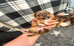 Mixed Breed dogs for sale: ✨ Chihuahua × Coton de Tulear puppies ✨ - Image 5