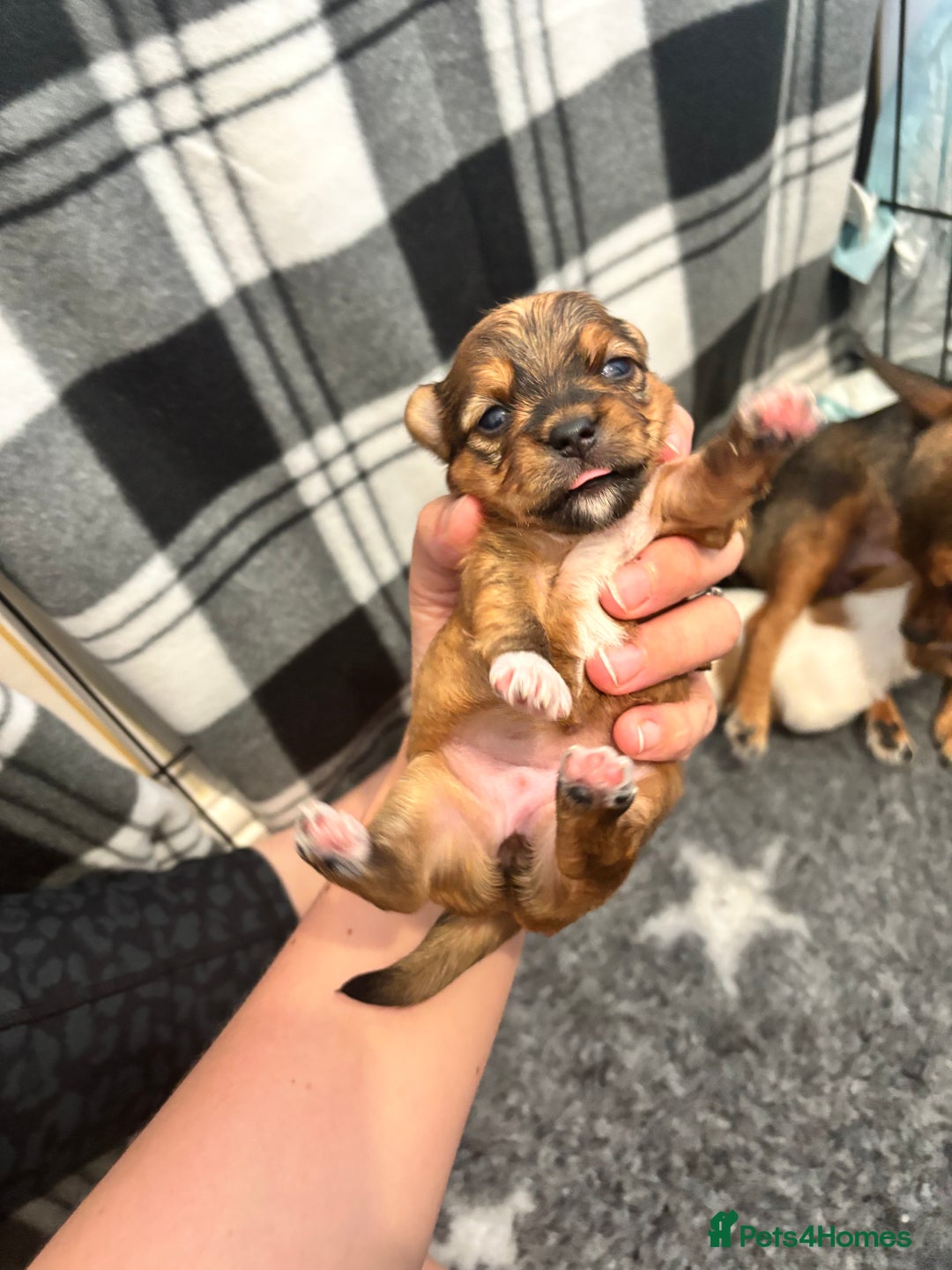 Mixed Breed dogs for sale: ✨ Chihuahua × Coton de Tulear puppies ✨ - Image 5