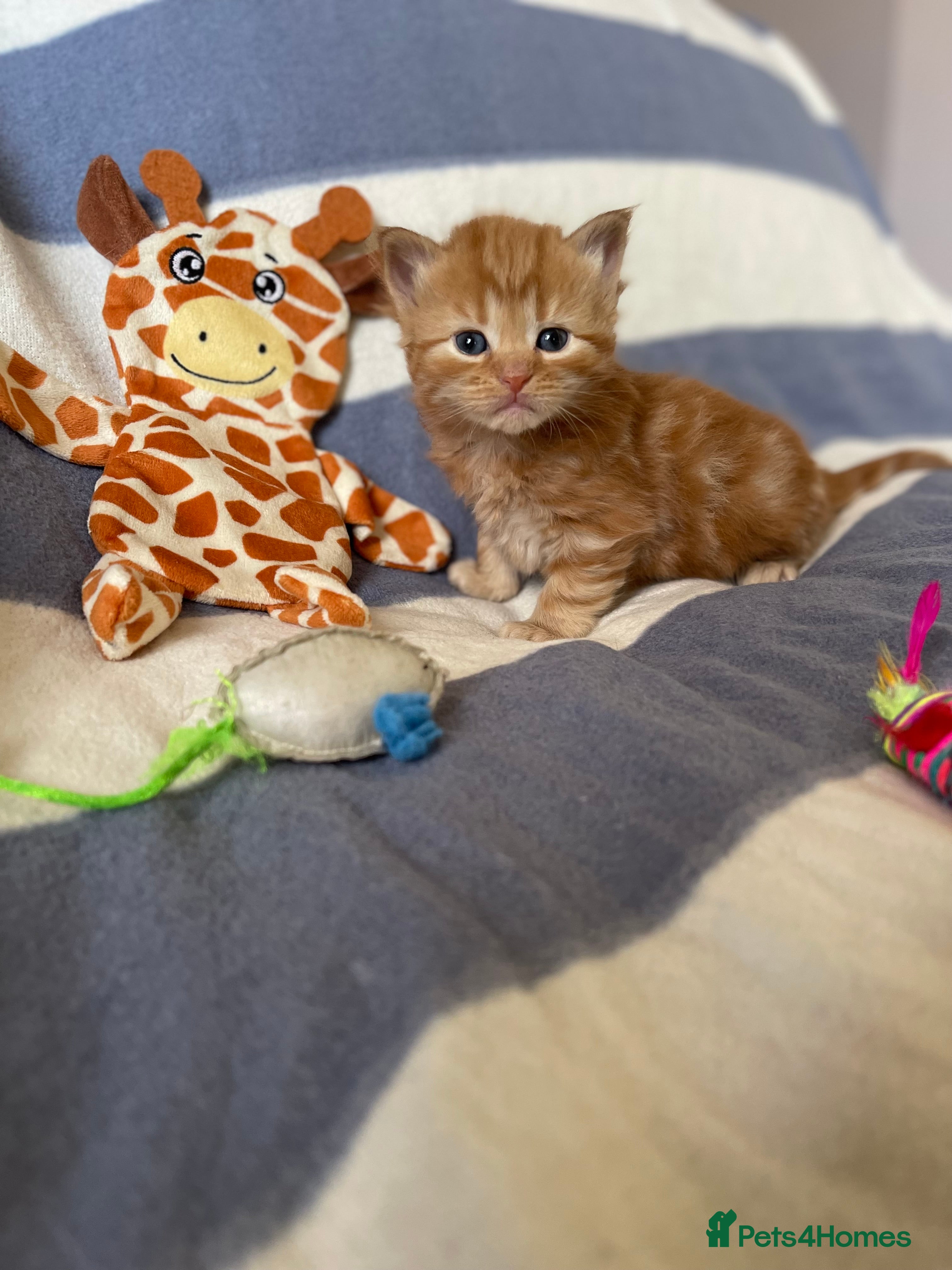 Mixed Breed cats The Night & Light Litter – 6 Adorable Kittens  - Advert 1