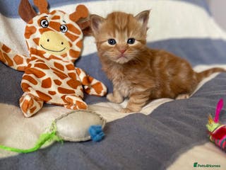 Mixed Breed cats The Night & Light Litter – 6 Adorable Kittens - Advert 1