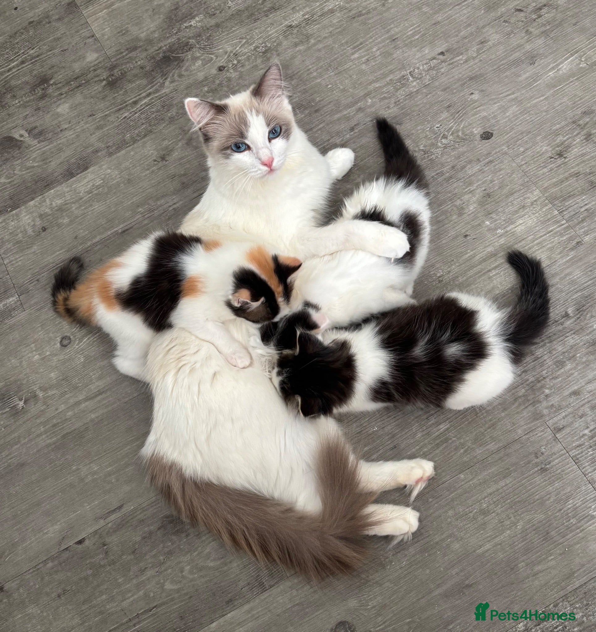 Ragdoll cats Fluffy Ragdoll-Mix Kitten  - Advert 1