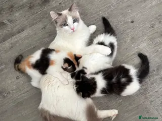 Ragdoll cats Ragdoll Mix Long-Haired Fluffy Kittens! - Advert 1
