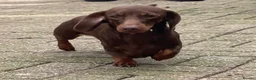 Miniature Dachshund dogs for stud: Mini Smooth Choc/Tan Male Dachshund (Stud only) - Advert 3