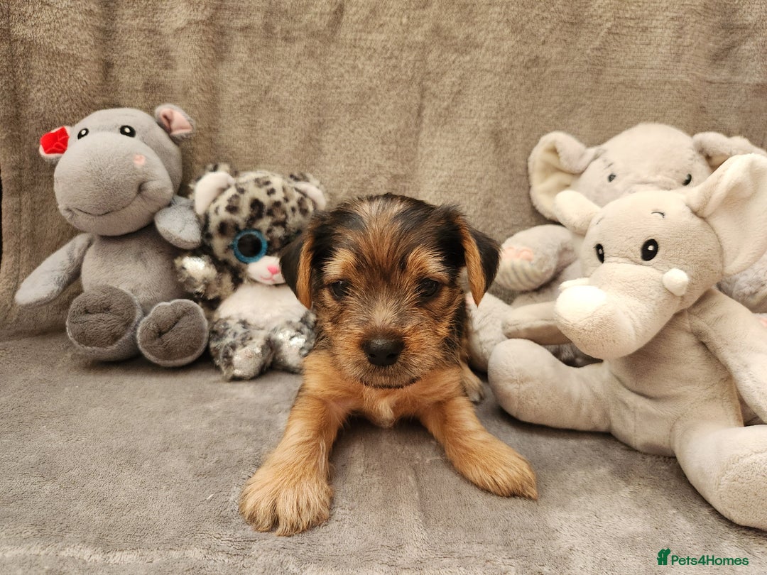 Yorkshire Terrier dogs for sale: 6 beautiful yorkie puppies - Image 12