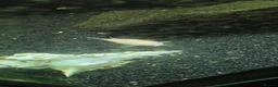 Plecos fish for sale: Variety Of Fish - Advert 5