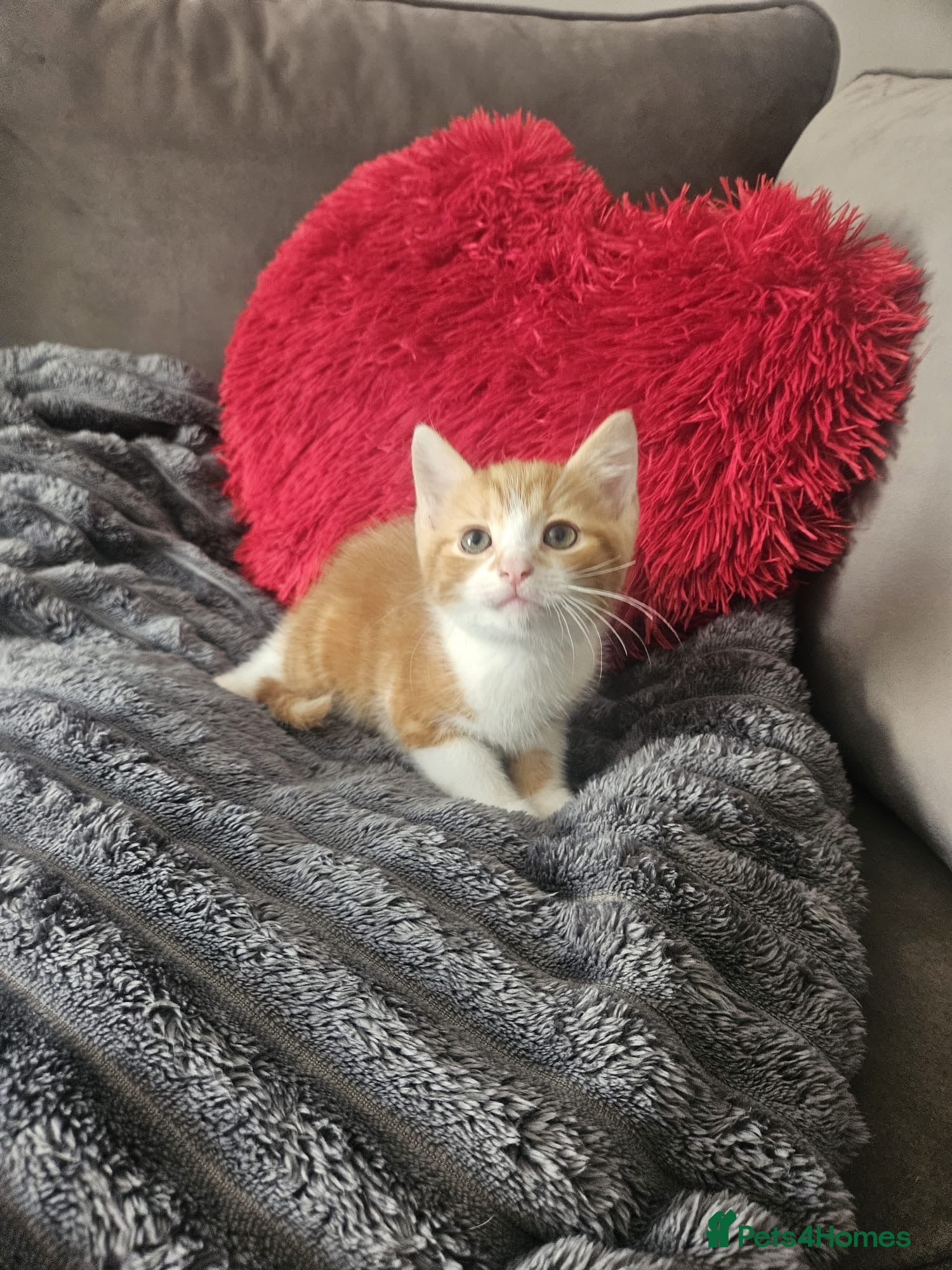 Mixed Breed cats Kitten boy ready for new loving home  - Advert 2