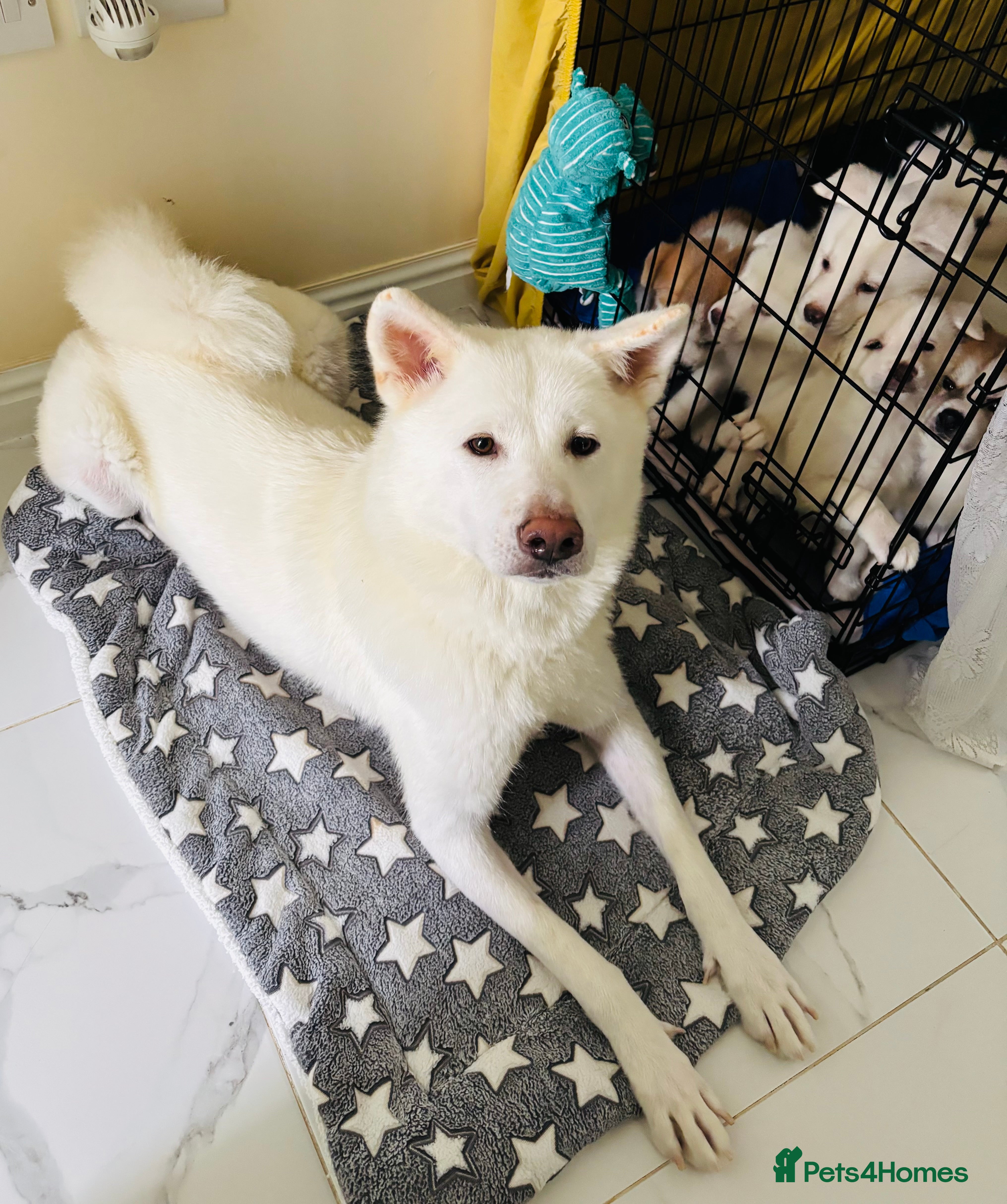 Japanese Akita Inu dogs Young Angel Akita & her Puppies for good homes 💜 - Advert 4