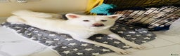 Japanese Akita Inu dogs for sale: Young Angel Akita & her Puppies for good homes 💜 - Advert 1