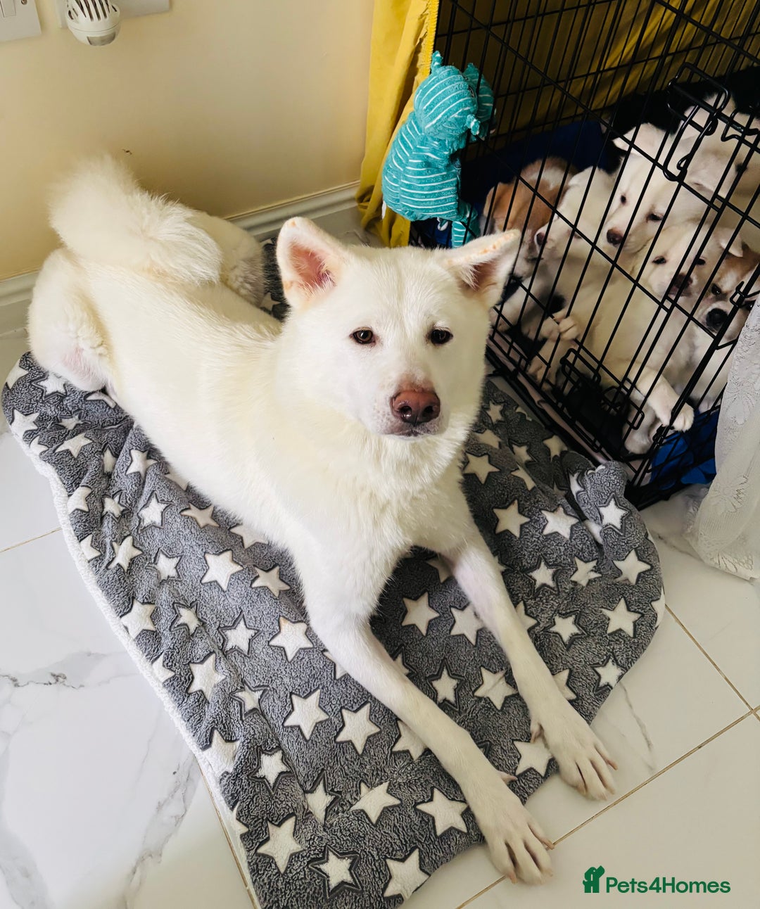 Japanese Akita Inu dogs for sale: Young Angel Akita & her Puppies for good homes 💜 - Advert 1