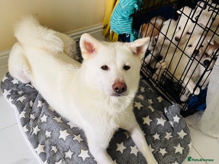 Japanese Akita Inu dogs Young Angel Akita & her Puppies for good homes 💜 - Advert 4