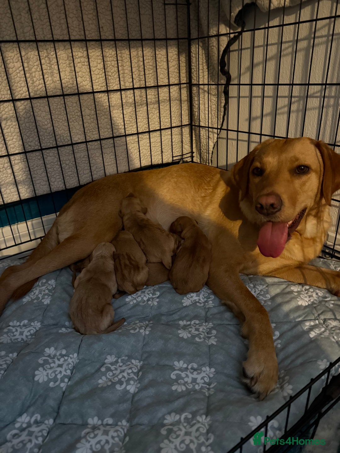 Labrador Retriever dogs for sale: Beautiful Light / fox red Labrador Retriever pups - Advert 5