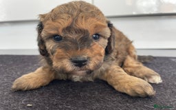 Cavapoochon dogs for sale: Beautiful Cavapoochon puppies for sale  - Image 6