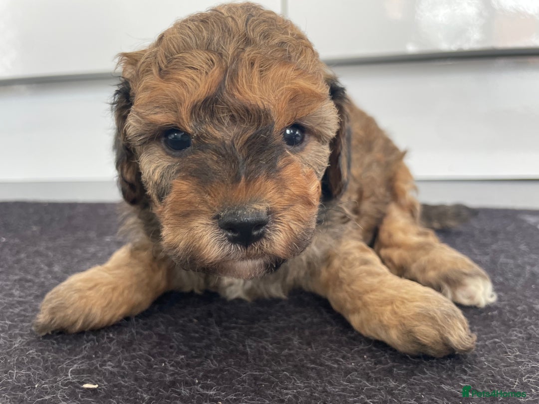 Cavapoochon dogs for sale: Beautiful Cavapoochon puppies for sale  - Image 6
