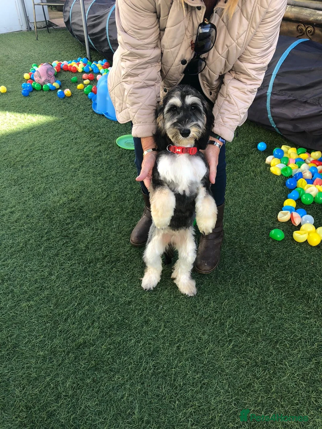 Cockapoo dogs for sale: LICENSED BREEDER QUALITY HEALTH TESTED COCKAPOOS - Advert 6