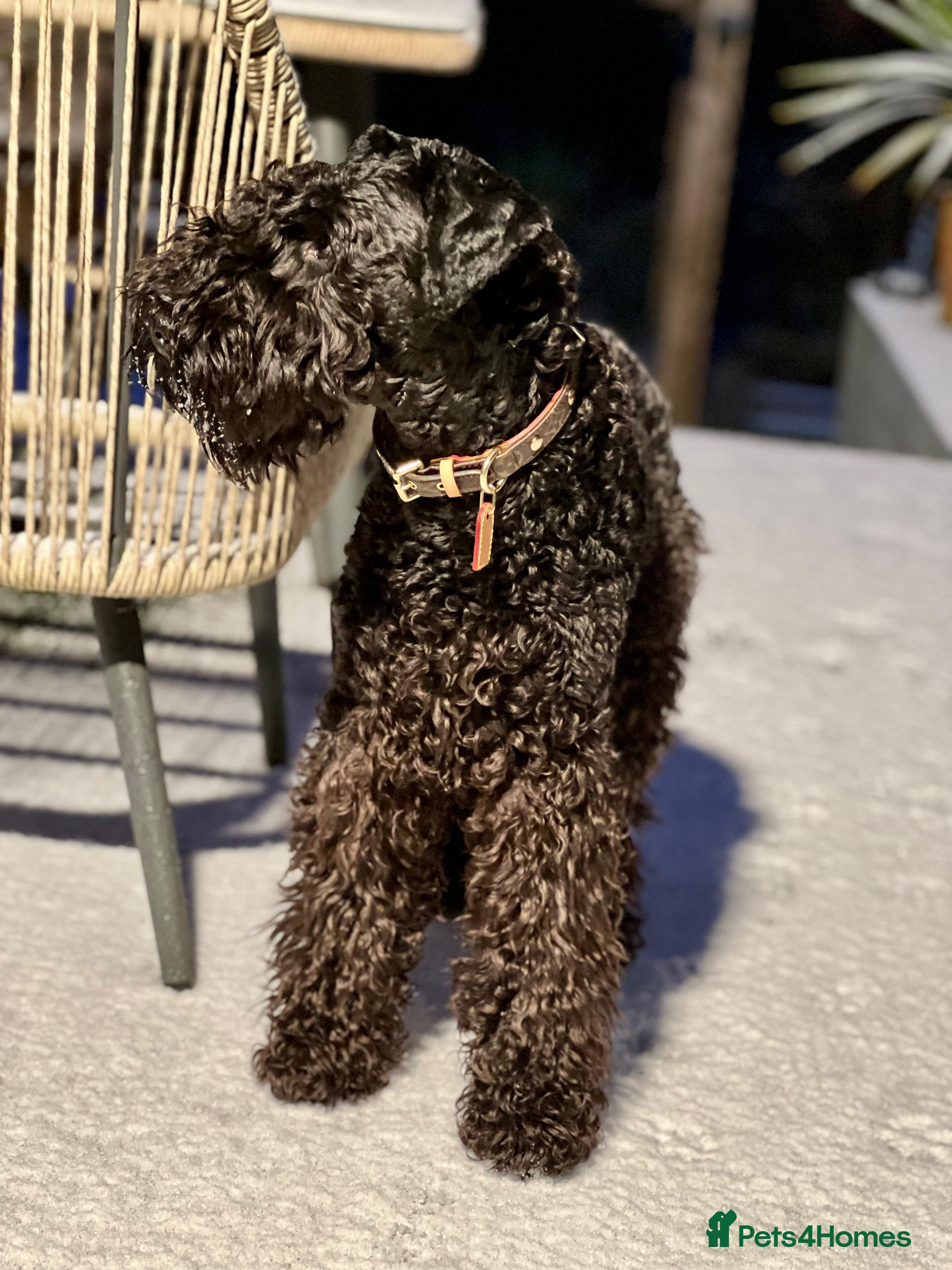 Kerry Blue Terrier dogs Our stunning girl  - Advert 5