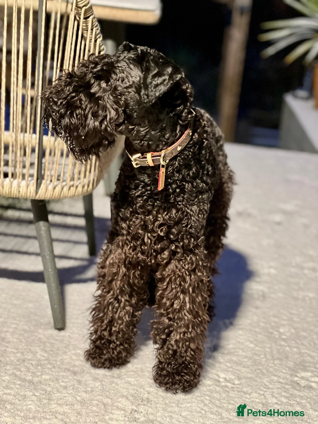 Kerry Blue Terrier dogs for sale: Our stunning girl  - Advert 1