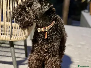 Kerry Blue Terrier dogs Our stunning girl - Advert 5
