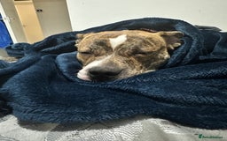 Mixed Breed dogs for sale: Wolfie - 10 Month Old - Image 3