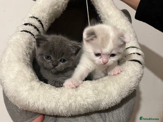 Scottish Fold cats Two beautiful floppy ear kittens for sale - Advert 6