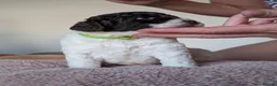 Spanish Water Dog dogs for sale: Spanish water dog  - Advert 36