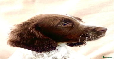Cocker Spaniel dogs - Advert 9