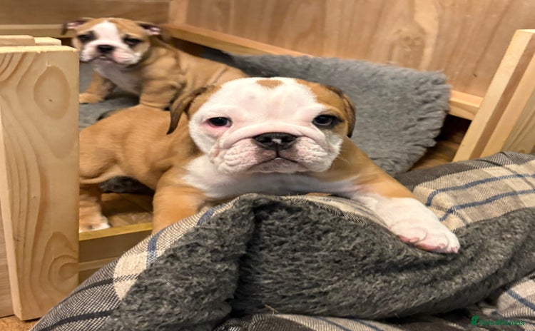 English Bulldog dogs - Advert 1