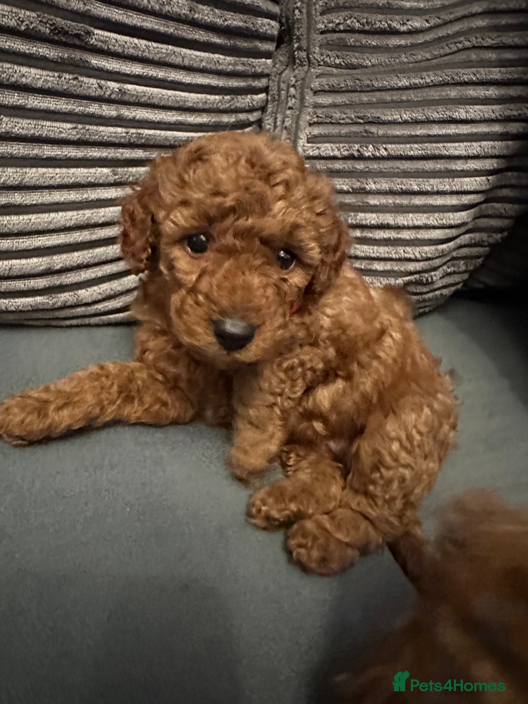 Toy Poodle dogs for sale: Toy poodle . four boys, one girl - Advert 8