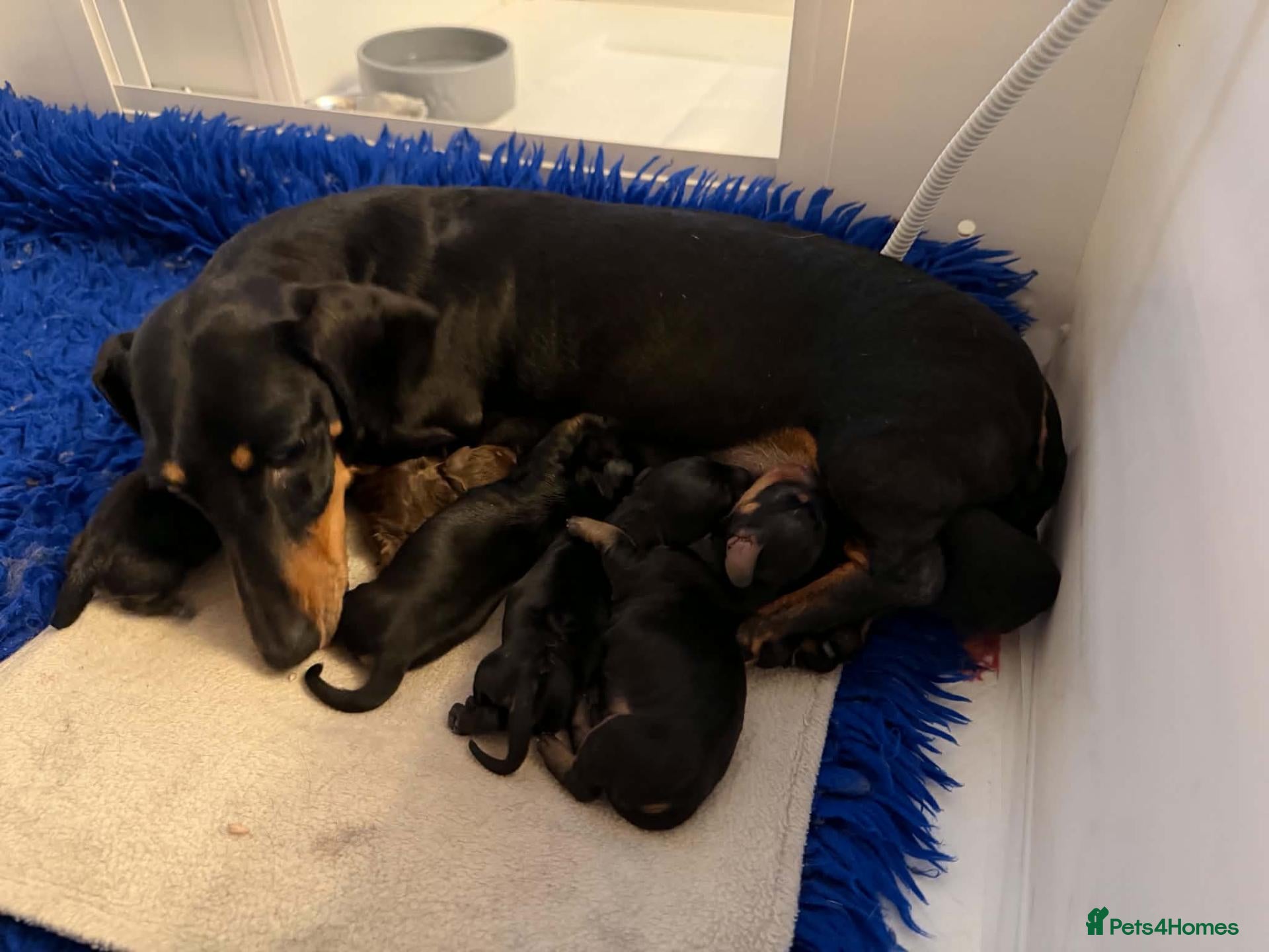 Miniature Dachshund dogs Dachshund Miniature Smooth Haired puppies - Advert 1
