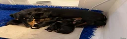 Miniature Dachshund dogs for sale: Dachshund Miniature Smooth Haired puppies - Advert 1