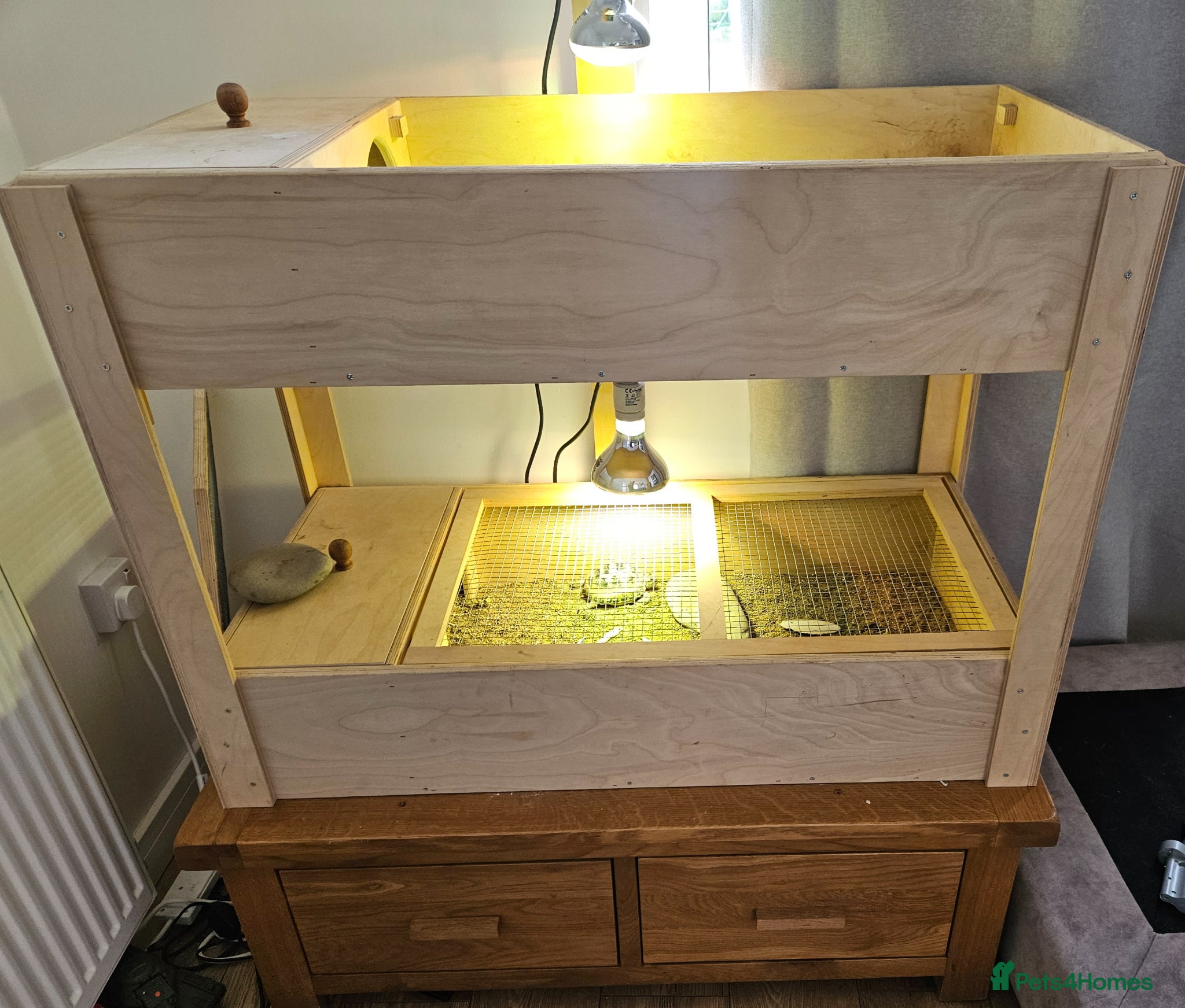 Tortoise reptiles Two Horsefield Tortoise full set up.  - Advert 1