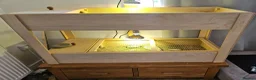 Tortoise reptiles for sale: Two Horsefield Tortoise full set up.  - Advert 1