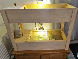 Tortoise reptiles Two Horsefield Tortoise full set up. - Advert 1